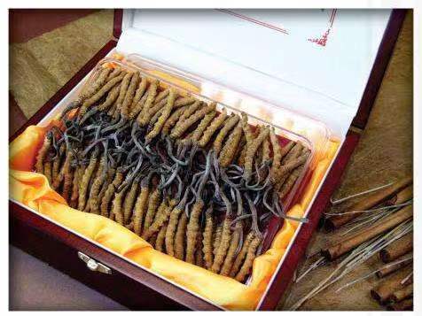 景洪冬虫夏草回收